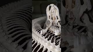 #fypシ #fyp #explorepage #explore #foryou #florida #python #snake #taxidermy #skull #skeleton #art