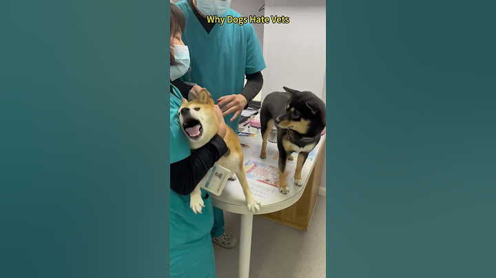 Dogs are afraid of shots #dog #pets #foryou #cutedog