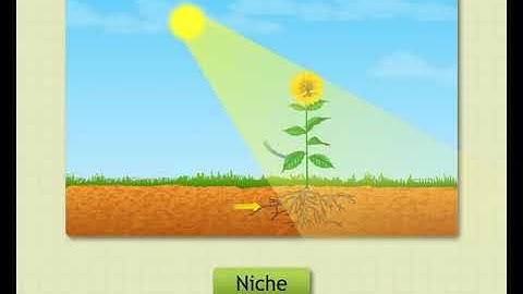 Sundaram Eclass Science concepts: Types of Ecosystems (Bonding With Ecosystems)