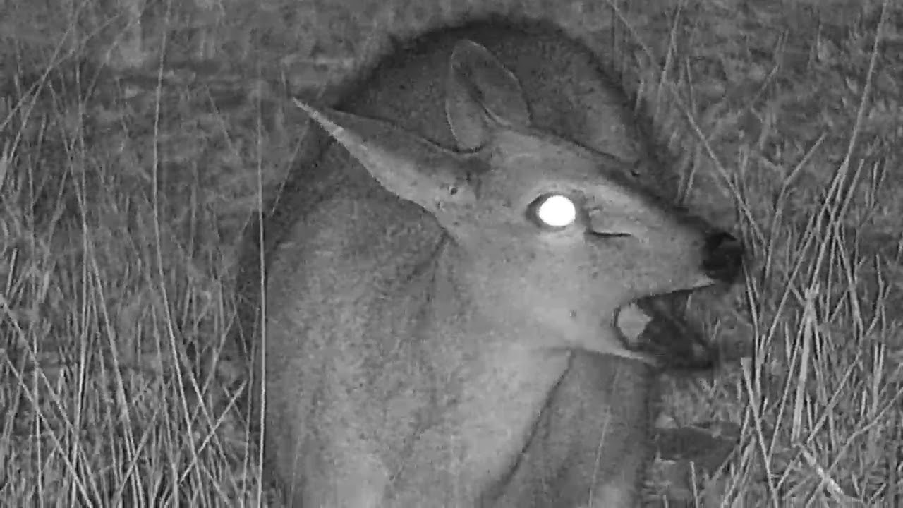 camera iphone 8 plus apk Djuma: Duiker chewing on bone - 23:45 - 07/14/19
