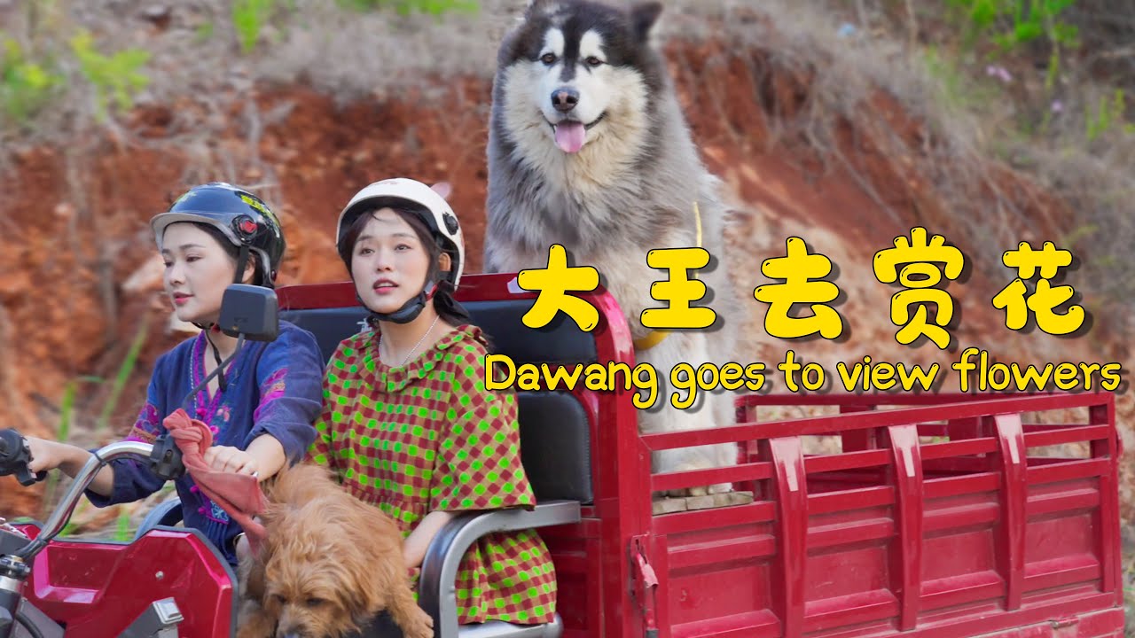 春天鲜花开放的季节，阿霞和盆姐带着大王来福去赏花 In spring, Axia and Apenjie took Dawang and Laifu to view flowers