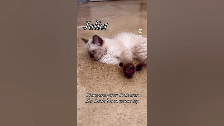 Video 11642391: kitten chocolate point, kitten mouse, kitten toys, little kitten
