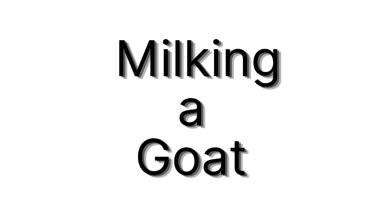 Milking Carla the Goat