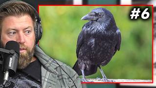 Top 10 Smartest Animals In The World