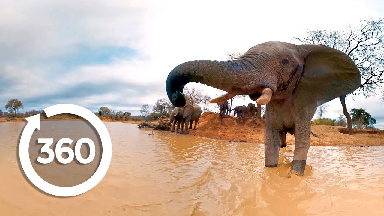 Elephants on the Brink (360 Video)