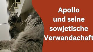 Katzen, Tauben und Osterhasen woher Apollo seinen Akzent hat