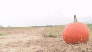 Local pumpkin patch powering through low yield