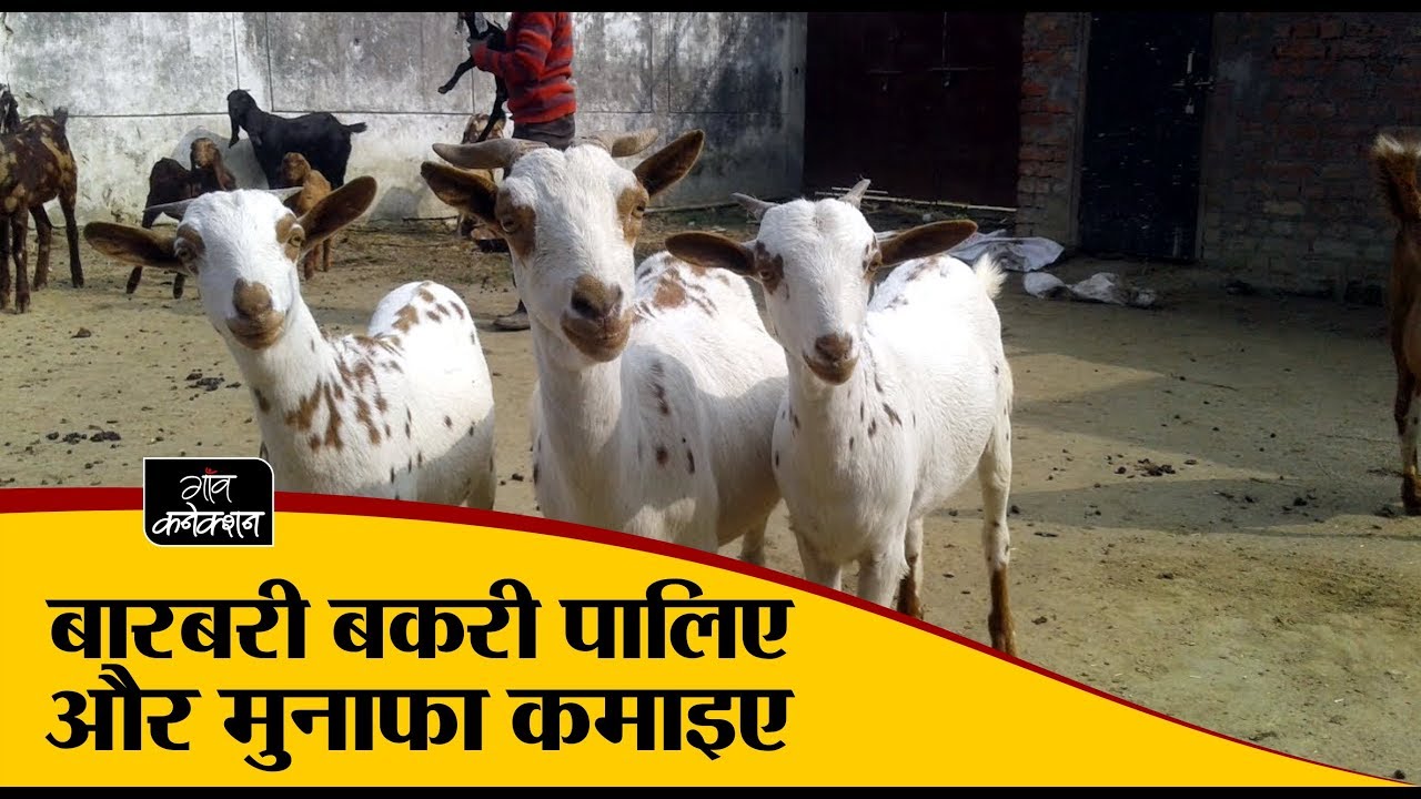 employment news tamilnadu बरबरी बकरी पालिए और मुनाफा कमाइए | Profit from Barbari goat farming