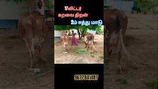 6பல் 2ம் ஈத்து மாடு விற்பனை 17லிட்டர் கறவை திறன் ஜெர்சி மாடு #jersey #cattlefarm #animalfarming #cow