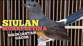 Download lagu SUARA MURAI BATU BETINA memanggil jantan agar Emosi NYAUT jadi Bunyi GACOR BONGKAR MATERI ISIAN 