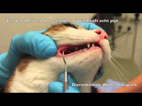 Video: Kunnen katten garnalen eten?