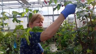 Raspberry flowers, Emasculation and Pollination