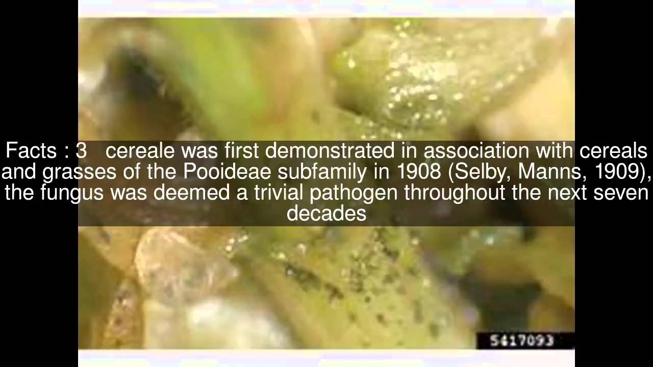 Colletotrichum cereale Top  #7 Facts