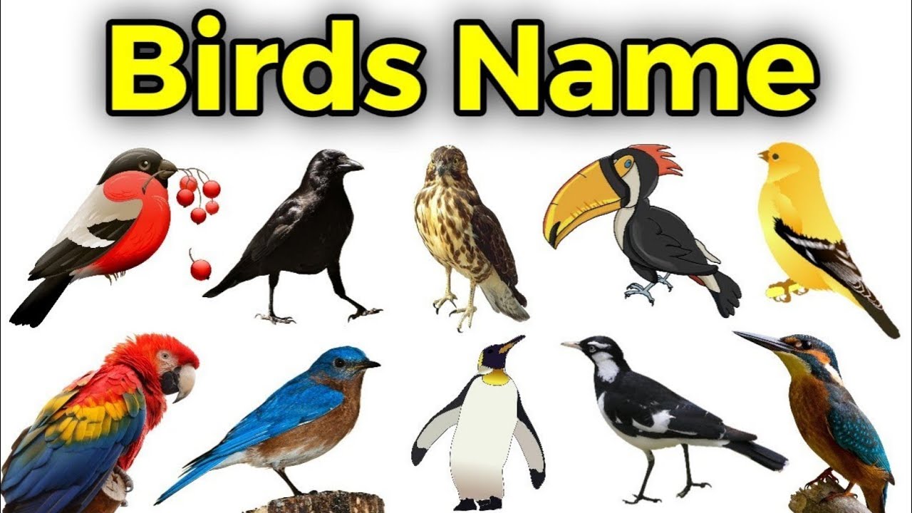 She likes birds. Types of Birds. Kinds of Birds. Names of Birds in English. Птицы на английском языке.