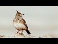 Bimaculated Lark Sound صدای طرقه 