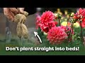 The best way to plant dahlia tubers step by step guide