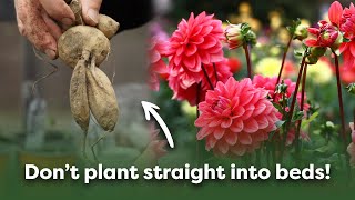 The Best Way to Plant Dahlia Tubers (Step By Step Guide) screenshot 4