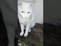 Cat Animallovers Cute Catworth Amazing Look Cats