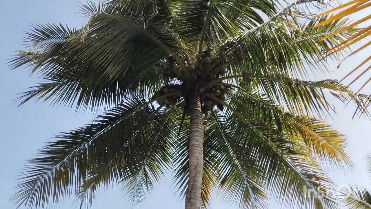 #3ஏக்கர் #தோட்டம் #ஈரோடுமாவட்டம்