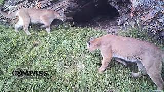 RARE! MOUNTAIN LIONS | Cougar Cave | Pumas| Wild Mountain Lion Pair at Den - Cave | Canada Wild 🇨🇦