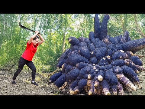 How to Harvesting Snake Yam Tuber &amp; Go to Market Sell | Survived an Earthquake | Lý Thị Hằng