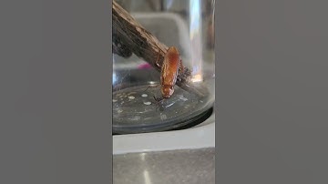 big Roach vs Spider