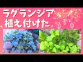 ラグランジア/クリスタルヴェール/鉢/土/水やり/肥料/置き場所/Lagrangia/crystal veil/pot size/soil/watering/fertilizer/placement