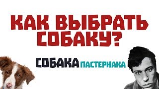 КАК ВЫБРАТЬ СОБАКУ I СобакаПастернака #1 КАК ВЫБРАТЬ СОБАКУ I СобакаПастернака #1