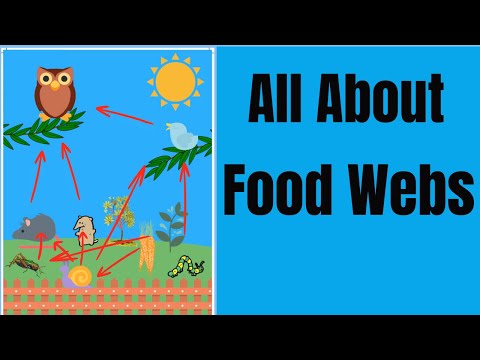 All About Food Webs