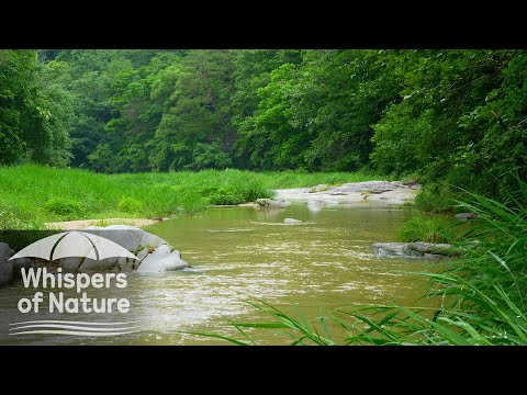 [8시간] 잔잔한 강물 소리 : 깊은 수면, 힐링, 집중을 위한 자연 ASMR | 자연의속삭임