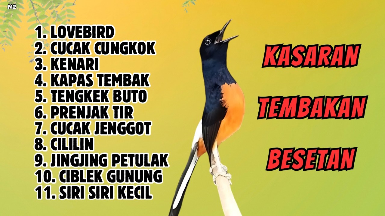 🔴 MASTERAN TERBAIK SEPANJANG MASA MURAI BATU GACOR