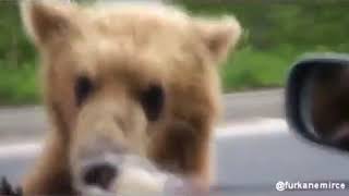 En Komik Ayı Videolari