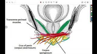 BAU GU Anatomy Lec 1 Part 1