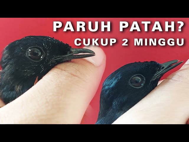TIPS MENGATASI PARUH PATAH PADA BURUNG MURAI BATU class=