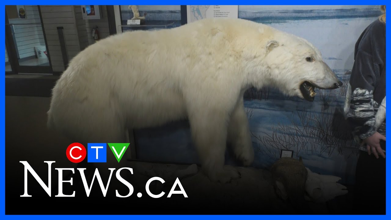 Looking for a winter activity in Winnipeg?