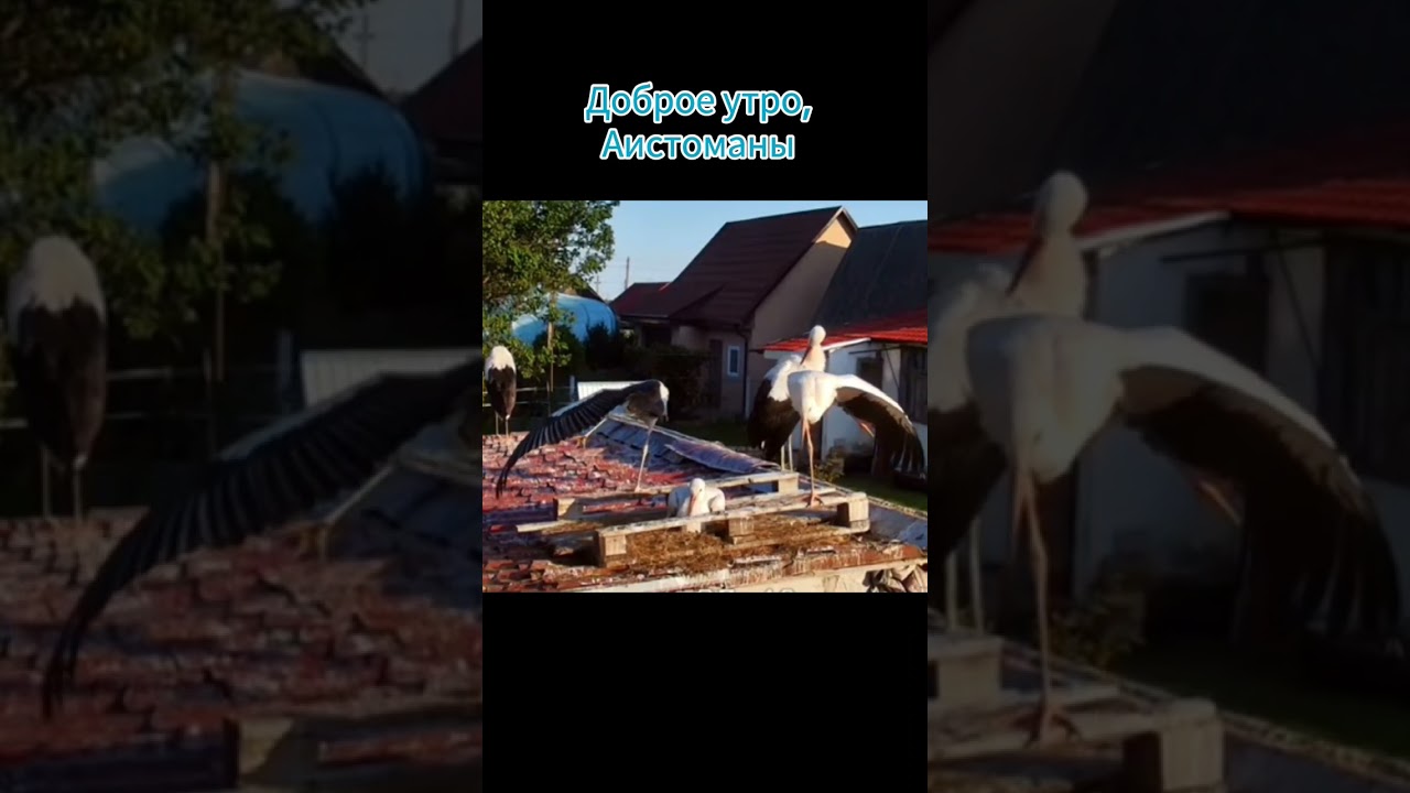 Доброе утро, Аистоманы 