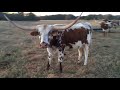 Highball Hottie SS Longhorn Cow