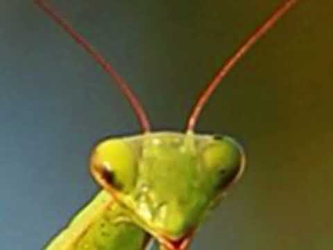 Dramatic Praying Mantis