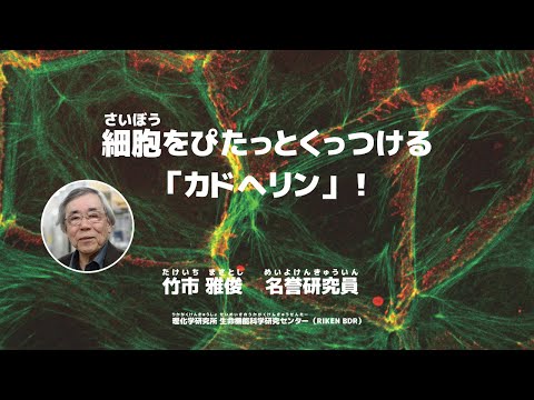 細胞をぴたっとくっつける「カドヘリン」！