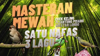 Download lagu Masteran Cucak Ijo Satu Nafas 3 Lagu Terbaik