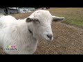 VincetVanGoat-Superbowl22