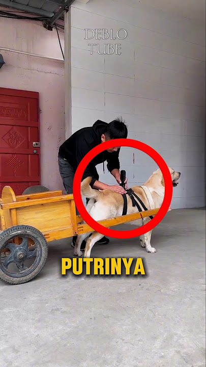 Anjing pintar ini membuat ayah tenang 😍 #shorts