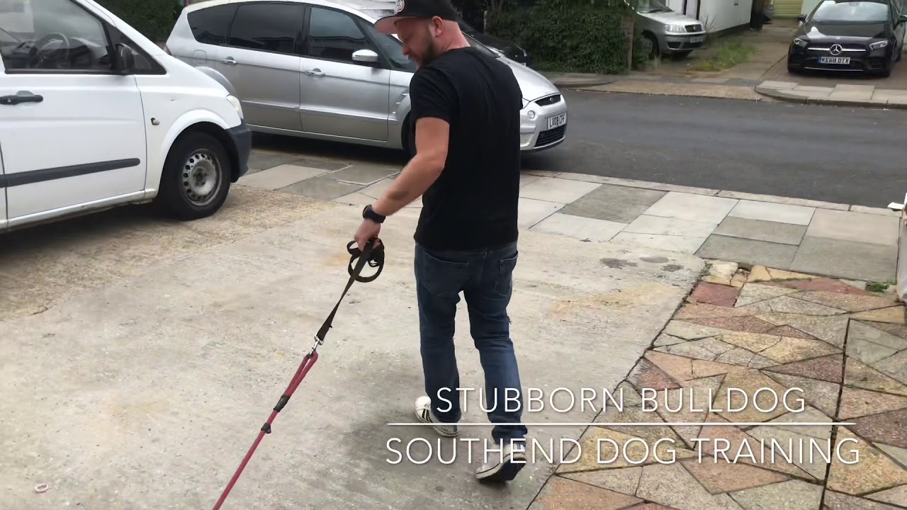 STUBBORN BULLDOG WONT WALK WITH ANYONE ELSE
