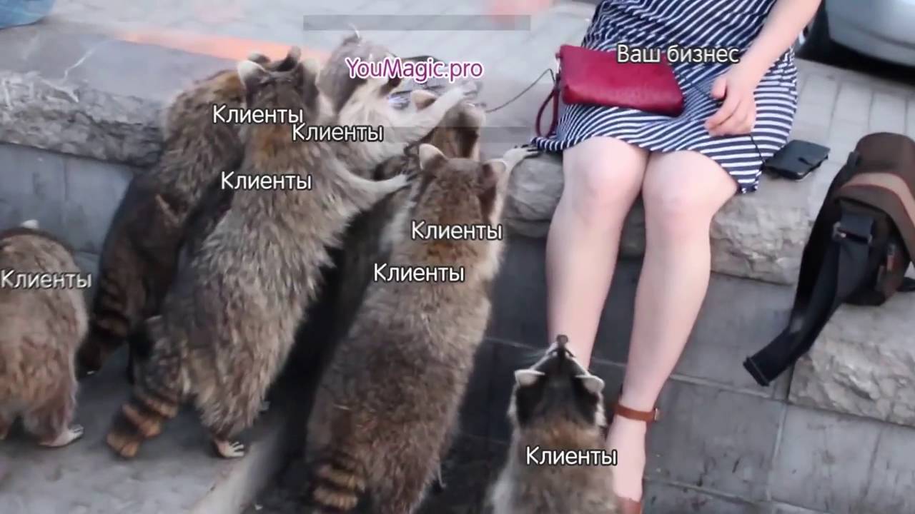 Как достать волосатого из енота
