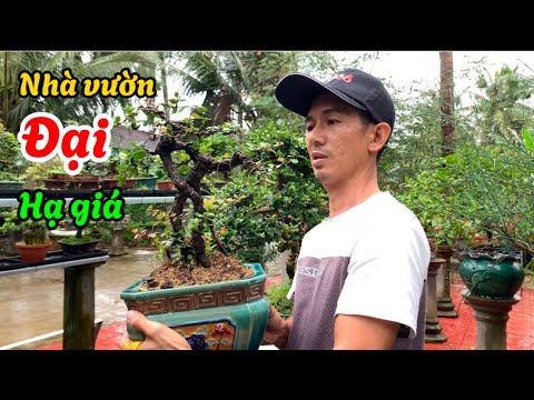 Xả hàng cây