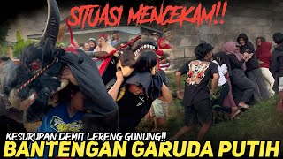BANTENGAN GARUDA PUTIH NGAMUK KALAP KESURUPAN DEMIT DI TENGAH JALAN!!