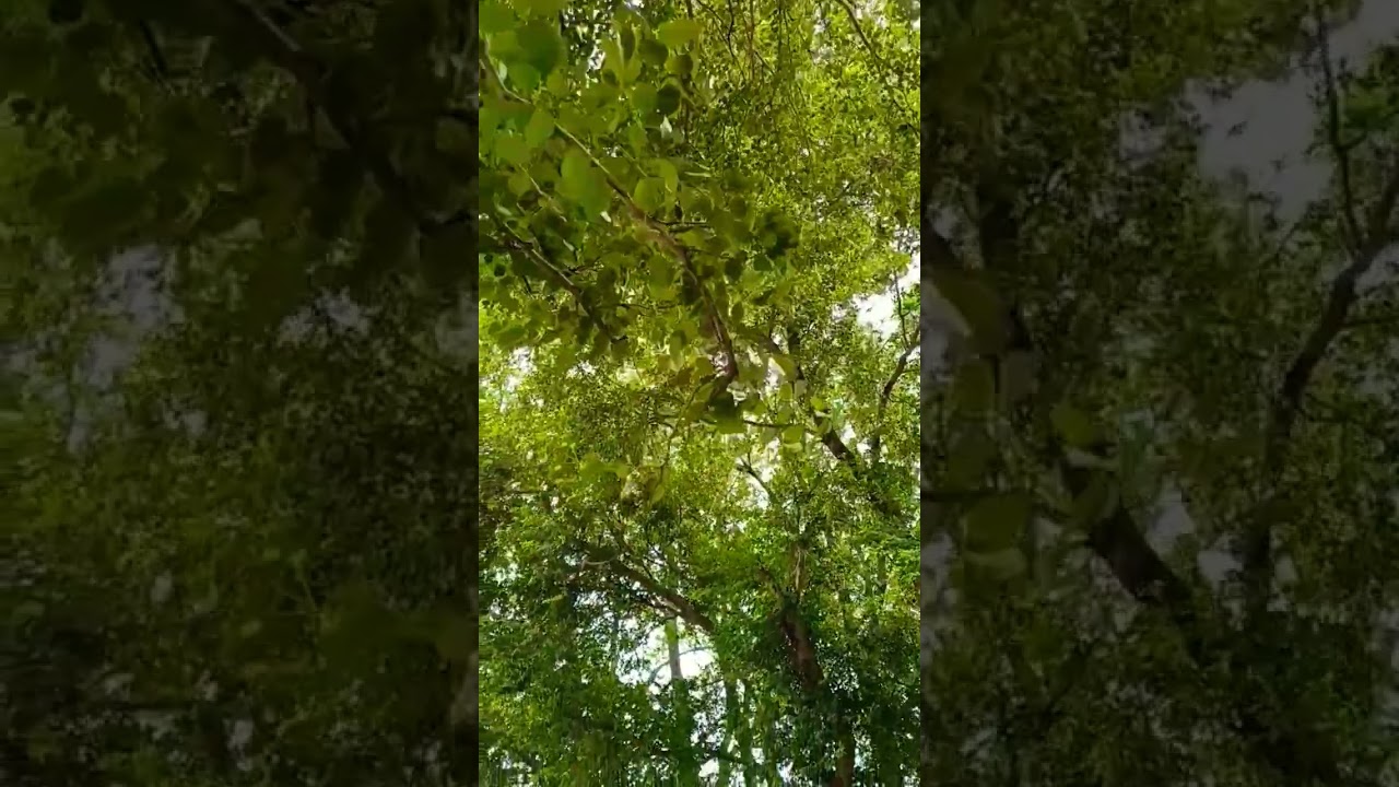 Be honest towards Nature and Environment & company of Nature provide u ...