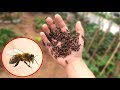NTN - Thử Thách Bắt Ong Tay Không (Catching bees by hand challenge)