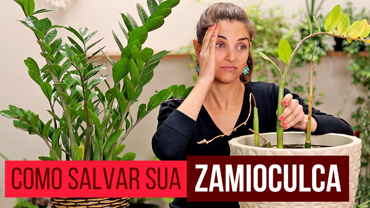 ZAMIOCULCA 🌿 como CULTIVAR e DICAS para SALVAR a sua e FAZER MUDAS