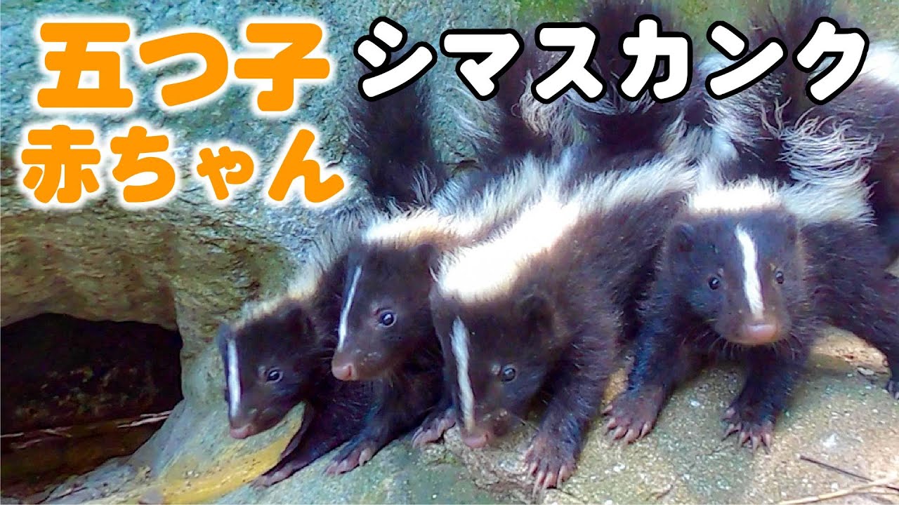 5 Skunk babies - YouTube